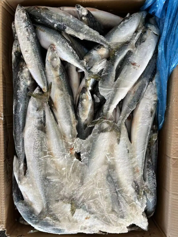 Top Quality Chinese Fresh Frozen Pacific Mackerel Fish - Image 5