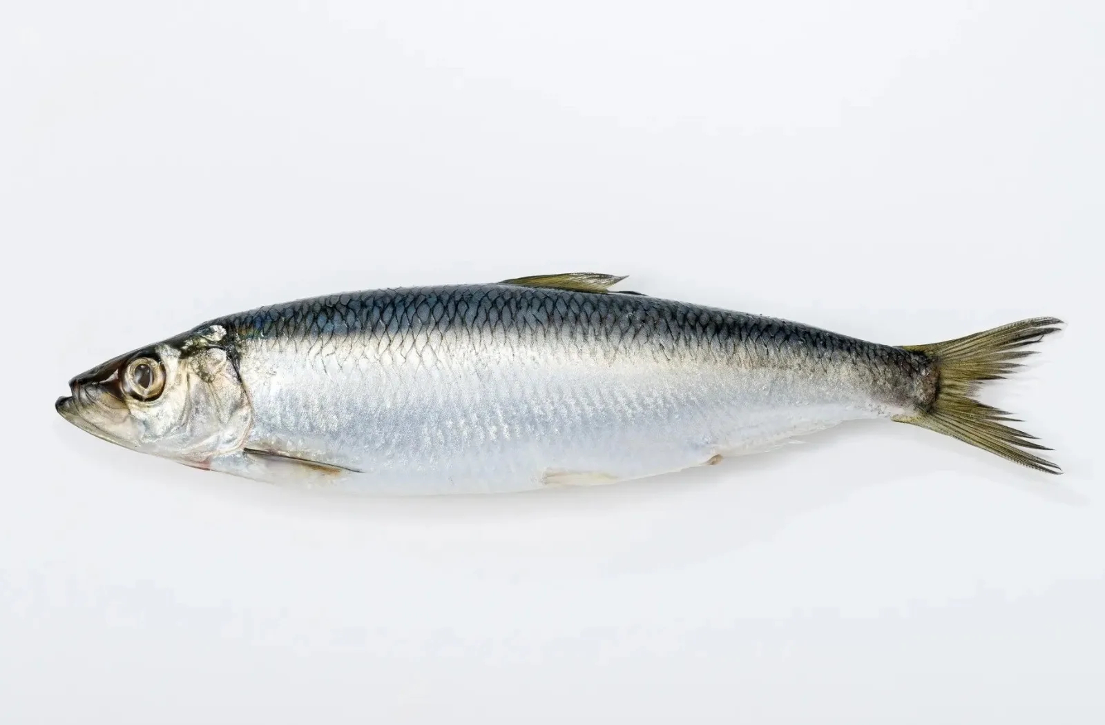 Hot Selling Price Fresh Frozen Mackerel Fish Seafood Fish in Bulk - Image 4