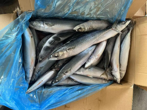 Top Selling High Fat Frozen Pacific Mackerel Premium Quality Sea Frozen Mackerel Fish for Africa - Image 6