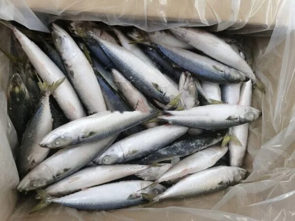 Chinese Factory Ship Frozen Mackerel Whole - Image 4