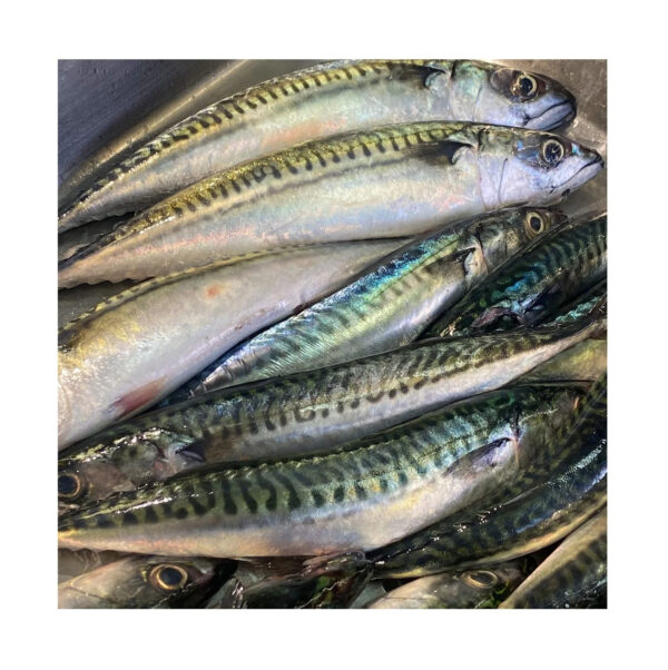 100-200g Mackerel Frozen Fish Pacific Mackerel Tuna - Image 5