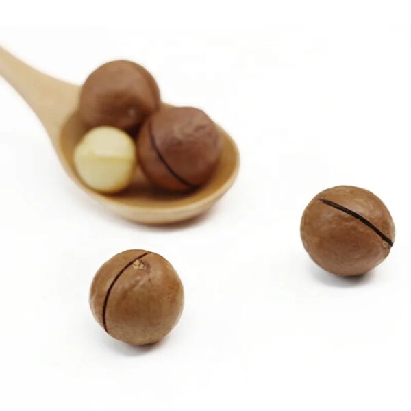 Wholesale High Quality Chinese Nuts Cream Flavor Roasted Dried Macadamia Nuts for Snack Food - Image 4