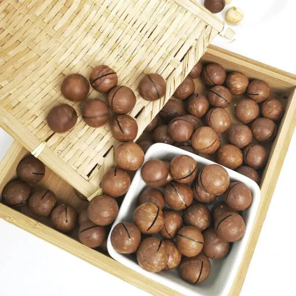 High Quality Macadamia Nuts In Shell Raw Organic Bulk Nuts Macadamia Nuts Wholesales - Image 5