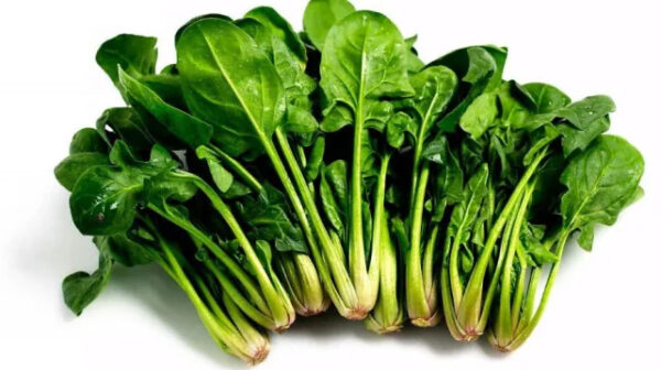 Seasonal Vegetables Green And Nutritious Frozen BQF Spinach Leaves And Chopped Spinach - Image 4