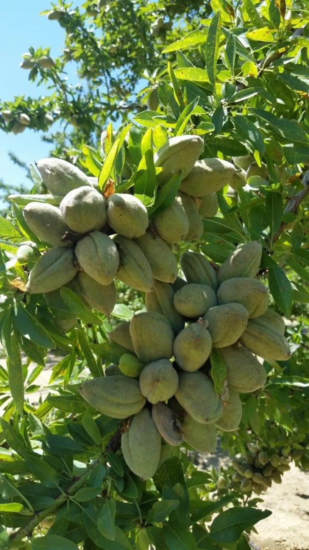 GOOD Sweet California Almonds Available Raw Almonds Nuts and Delicious and Healthy Raw Almonds Nuts - Image 5