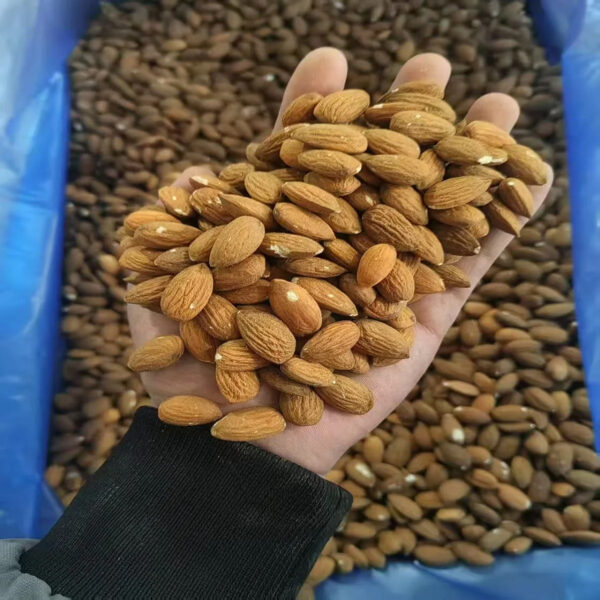 Top Quality Different Size Almonds Wholesale Raw Dry Fruits Almond Nuts in Bulk California Almond - Image 5