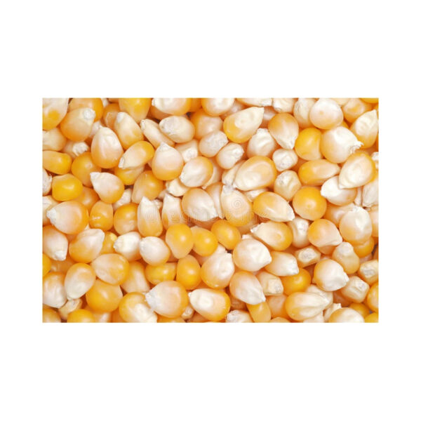 Pure Organic Clean Dried Yellow Corn Dried Yellow Maize Bulk dried white corn and yellow corn Available - Image 5