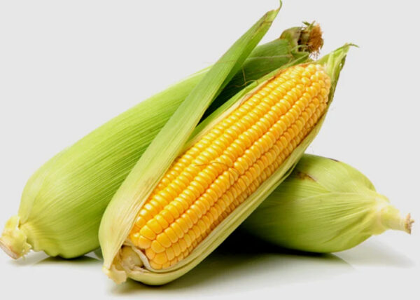 Organic Yellow Maize Corn GMO-Free Dried Animal Feed and Human Food for White Corn Use - Image 5