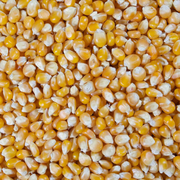 Wholesale Premium Quality GMO Yellow Corn Dried Fresh for Human Consumption Best Market Price Bulk Order Now - Image 6