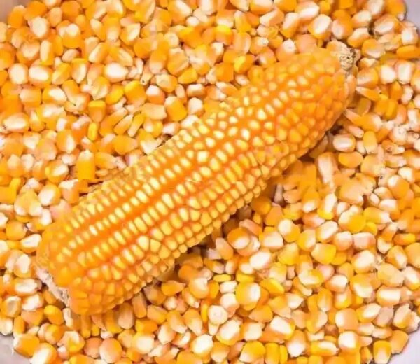 Yellow Maize Dried Yellow Corn Available in Popcorn and White Corn Varieties at Competitive Prices - Image 4