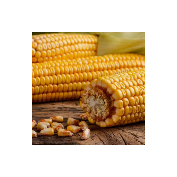 Wholesale Bulk Kernel Dried Yellow Corn - Image 6