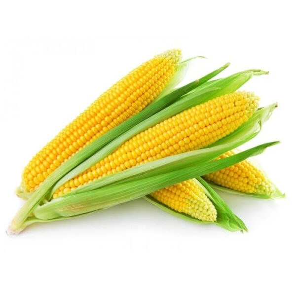 Whole Sale Yellow Corn Maize for Animal Feed Ready to Export From Kenya - Image 6