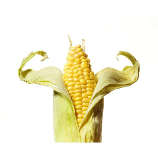 Dried Yellow Sweet Yellow Corn Yellow Maize Discount Sale Canned Sweet Corn Canned Yellow Sweet Corn - Image 5