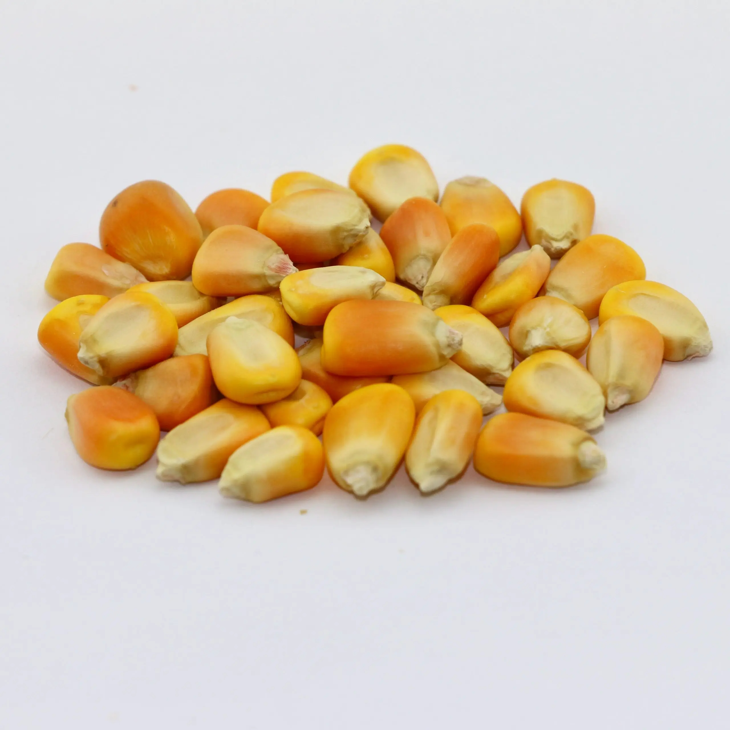 Dried Yellow Corn Yellow Maize for Animal Feed in High Quality for Sale From Kenya - Image 6