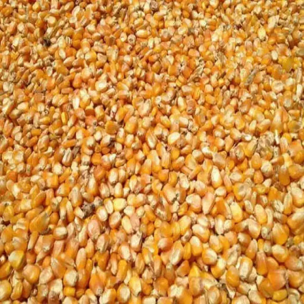 Yellow Maize Dried Yellow Corn Popcorn White Corn Maize - Image 6