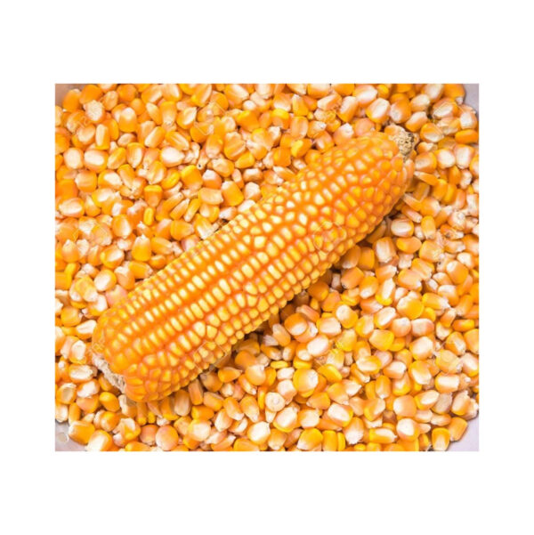 Cheap Wholesale Brazil Yellow Corn for Animal Feed Non Gmo Certified Brazil Yellow Corn Dried Corn Price in Kenya - Image 6