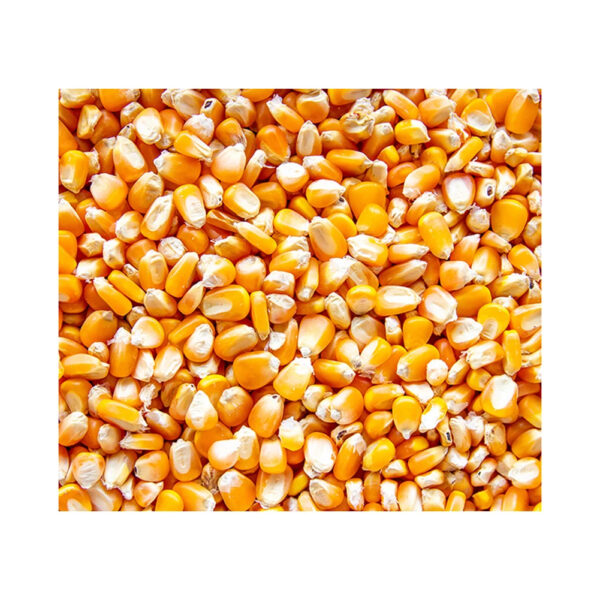 Frozen Dry Maize Dry Yellow Corn Sweet Yellow Corn Premium Quality - Image 6