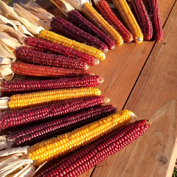 Direct Factory Price Yellow Corn for Sale - Image 6