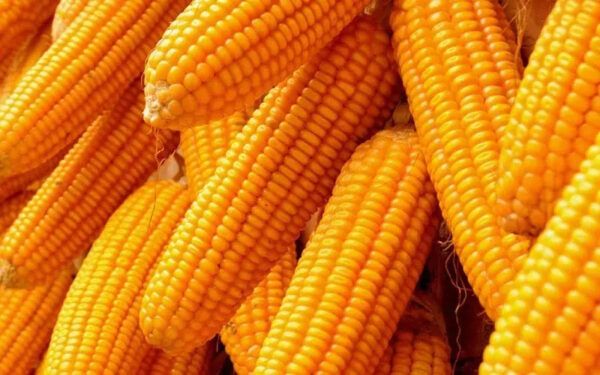 Best Quality Yellow Corn for Animal Feed Low Moisture Maize Export High Protein Content Supplier - Image 6