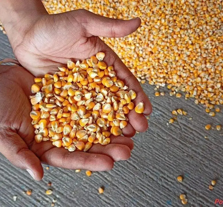 Non-GMO Yellow Maize YELLOW CORN MAIZE NON-GMO for Human Consumption - Image 6