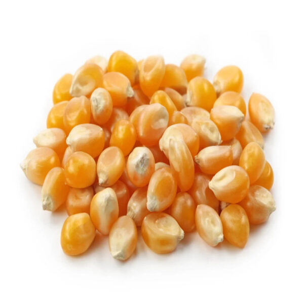 High Quality Organic Yellow Corn in Bulk Dried Style for Animal Feed and Agriculture Competitive Prices - Image 6