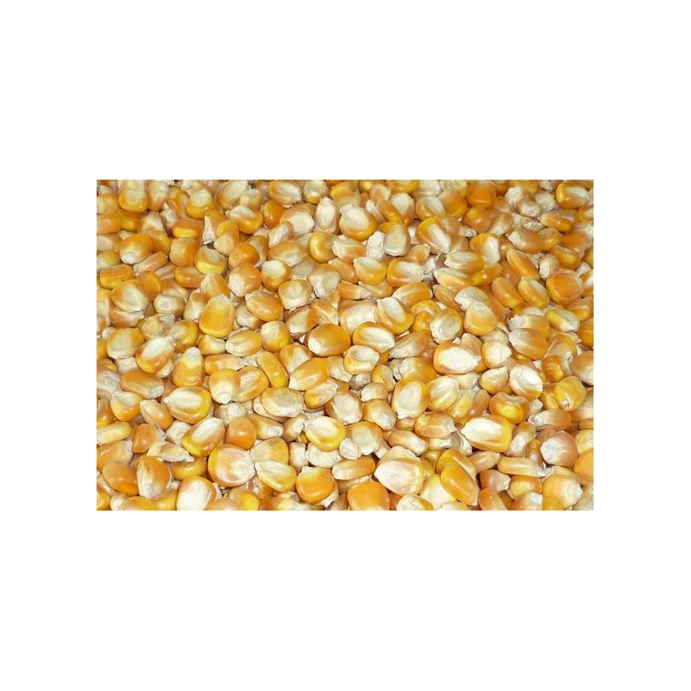 Non GMO Yellow Corn Sweet Corn Yellow Corn Maize for Sale in Bulk - Image 6