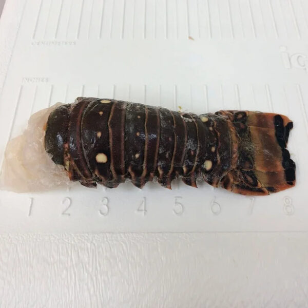 Live Maine Lobster Direct Overnight & Express Shipping Fresh and Frozen European Lobster with Whole Tail in Box Packaging - Image 6