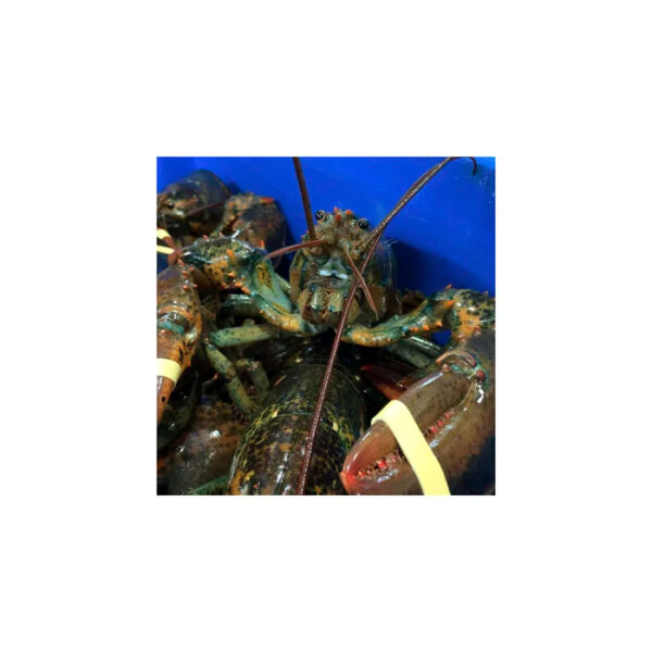 Fresh Live Lobster Wholesale Live Canadian Lobsters Live Boston Lobsters Seafood Products - Image 6