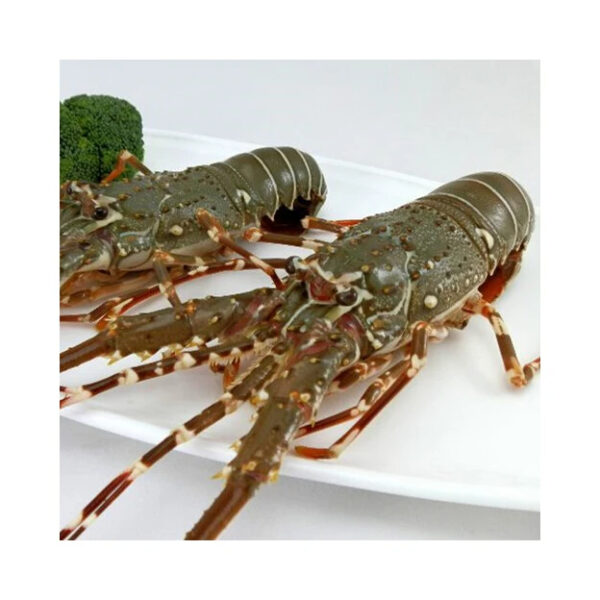 Premium Fresh Lobsters for Sale Perfect for Seafood Lovers and Restaurants Fresh Lobsters for Sale - Image 6