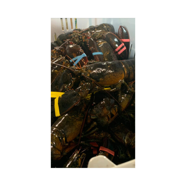 Get Fresh Lobsters Delivered to You at Excellent Prices for Wholesale Purchase - Image 6