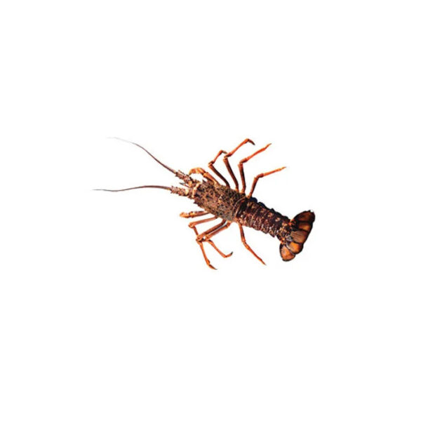 Custom Rate Wholesale High Quality Consumption Seafood Product Fresh Adjustable Price Frozen Rock Lobster Selling Frozen Lobster - Image 6