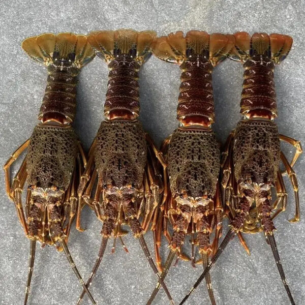 Wholesale 100% Top Quality Fresh  Live Frozen Lobsters (Seafood) in Bulk at Best Market Price Worldwide at Low Price - Image 5