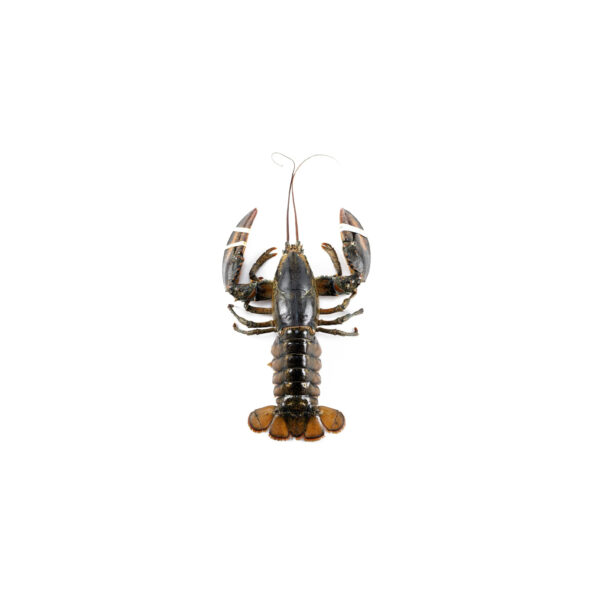 Grilled Lobster tails with Garlic Butter Lobsters for Seafood Restaurants and Catering - Image 5