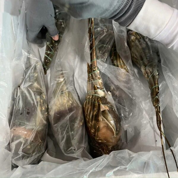 Premium Seafood Fresh and Frozen Lobster Buy Cheap Frozen Lobster From Kenya - Image 5