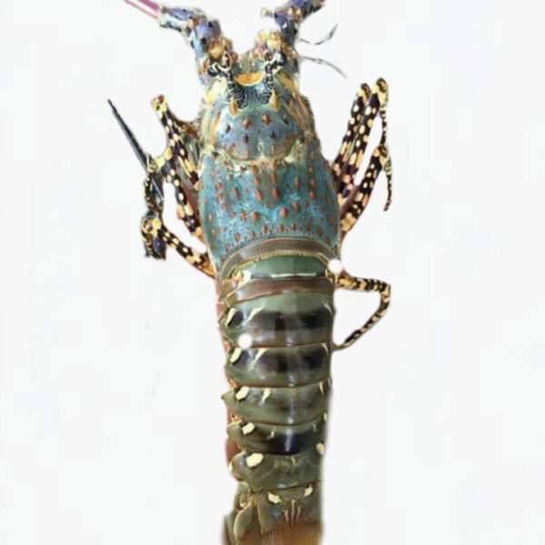 Fresh New Stock Seafood Fresh and Frozen Lobsters Best Wholesale Lobster Tails Live Lobsters Live Spiny Lobsters for Sale - Image 6