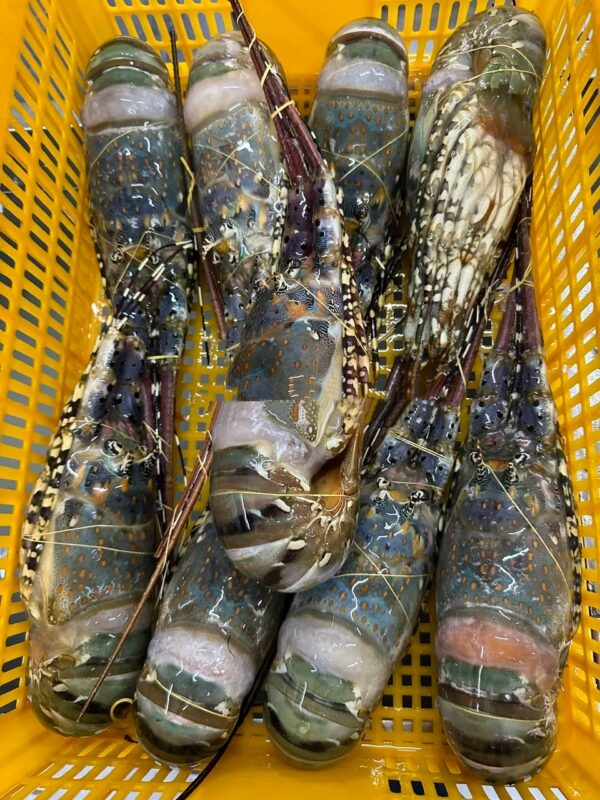 Top Grade Frozen Spiny Lobster 10kg Per Carton Competitive Price For Wholesale - Image 5
