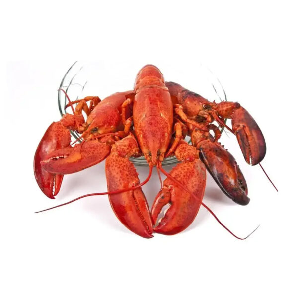 Canadian Lobsters Frozen Lobster Available - Image 7