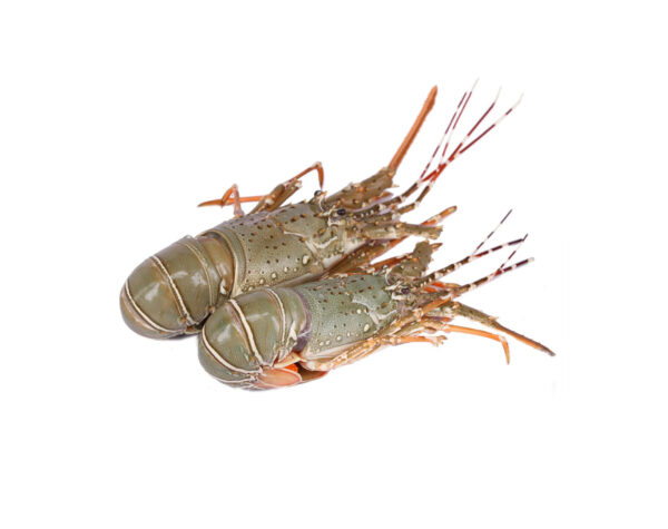 Best Grade Live Lobster and Crayfish Available at Low Market Price Hot Sales Frozen Lobster with Highest Export Live Lobsters Q - Image 6