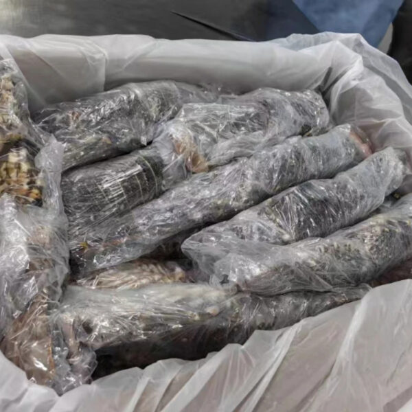 Wholesale 400/500g Class- a Frozen Lobster Whole IWP in 10 kg Carton Top Quality Wild Catch - Image 6