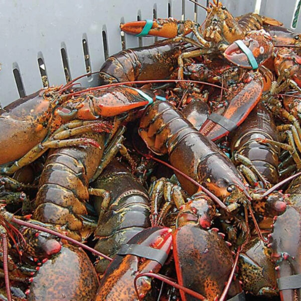 Premium Seafood Fresh and Frozen Lobster Lobster Tails for Sale Live Lobsters live Spiny Lobsters - Image 6