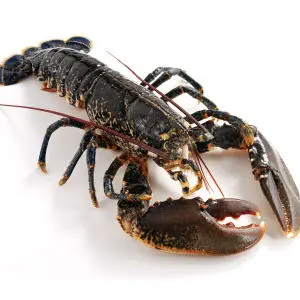Best Price Live  Fresh Frozen American Lobster Available - Image 6