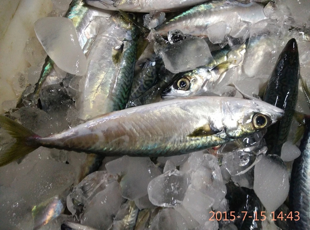 M208 Frozen Fish Frozen Mackerel - Image 4
