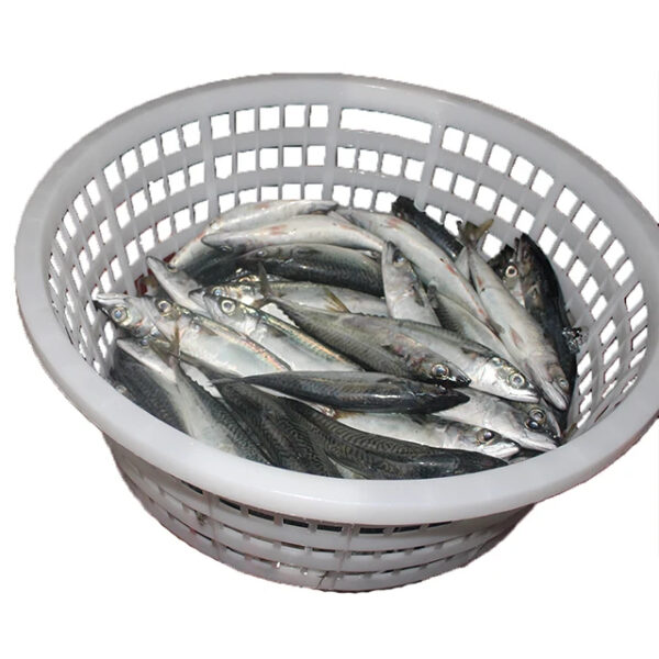 Fresh Seafood Atlantic Mackerel Fish Frozen Indian Mackerel Fish - Image 6