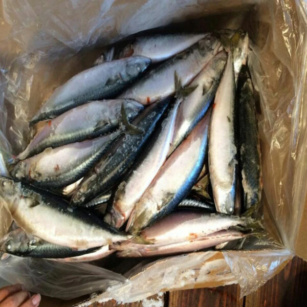 Best Seller High Quality Frozen Seafood Fish 300-500g Pacific Fresh Ship Frozen Mackerel Raw Material Block in Stock - Image 6