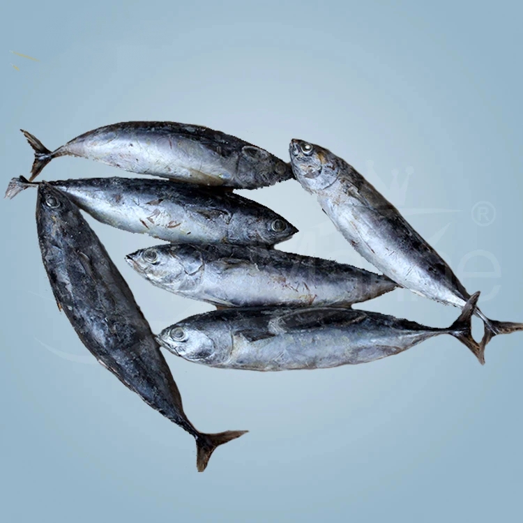 Frozen Seafood And Fish Frozen Mackerel - Image 6