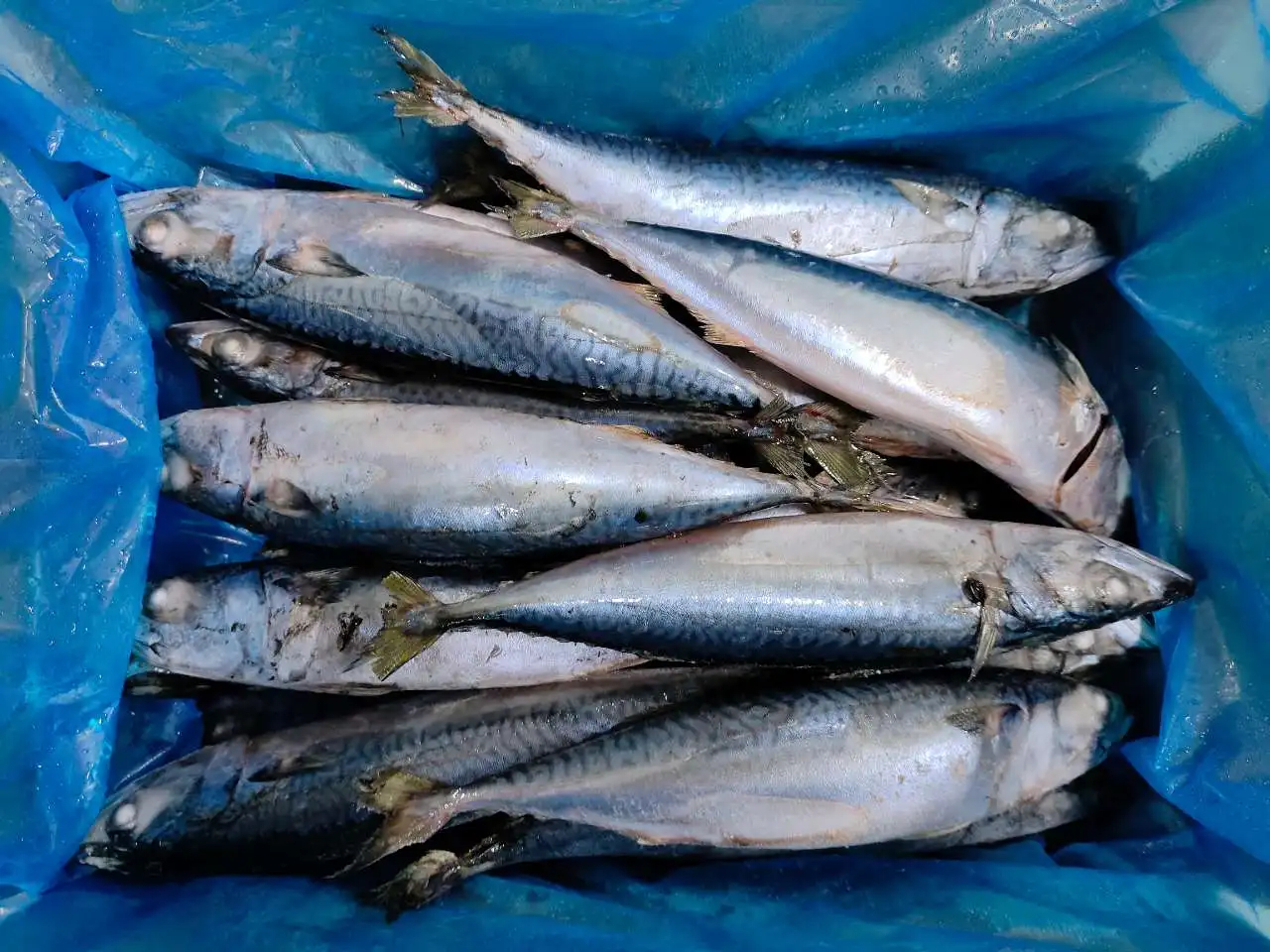 M5 300-500g Frozen Mackerel Indian Ocean Origin Big Size Frozen Pacific Mackerel Fish Scomber Japonicus - Image 5