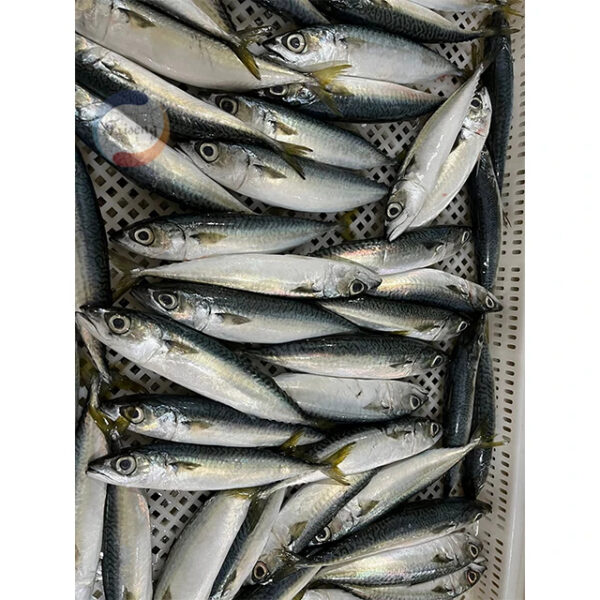 Marine Frozen Pacific Mackerel (scomber Japonicus) Whole Round Frozen Mackerel - Image 5
