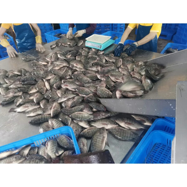Export Congele Poisson Tilapia Fish Indian Ocean Tilapia En Gros Whole Frozen Tilapia Fish Wholesale - Image 6
