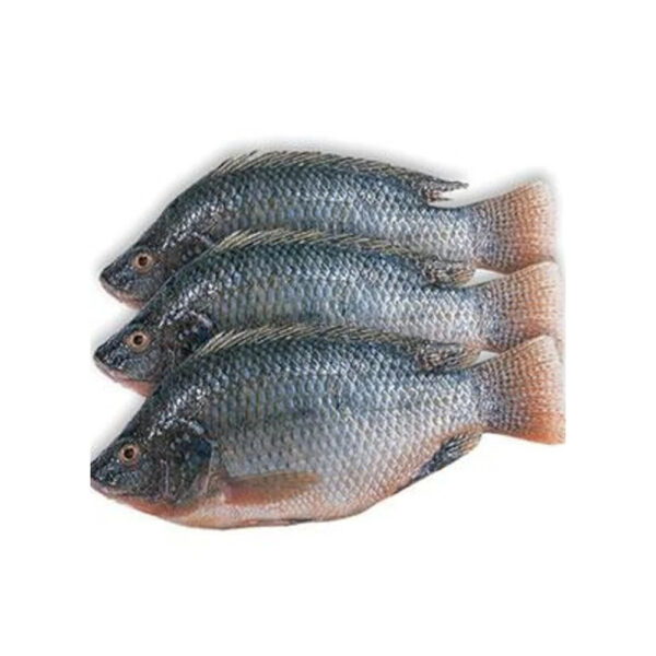 High Quality BQF Sea Frozen Fish Pacific Fish 50-60Pcs Chub Mackerel for Sale - Image 6