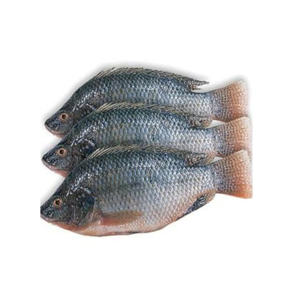 High Quality BQF Sea Frozen Fish Pacific Fish 50-60Pcs Chub Mackerel for Sale - Image 6
